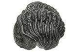 Bargain, Wide, Enrolled Pedinopariops Trilobite #229842-1